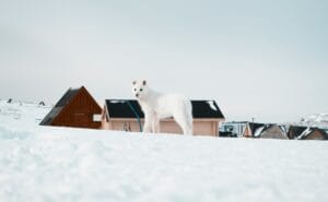 Greenland Dog